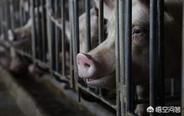 国内突发非洲猪瘟疫情，养殖户该如何诊断确诊非洲猪瘟？