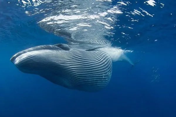 世界上最大的哺乳动物是什么？