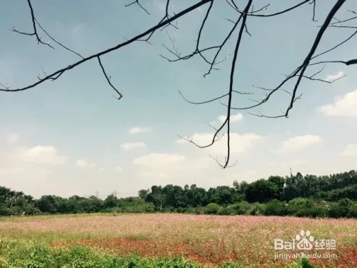 深圳观澜版画村怎么去，好不好玩？