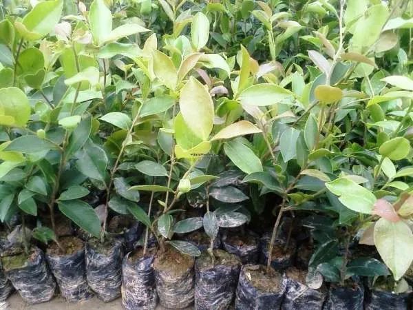 油茶苗价格大概是多少钱一棵？种植前景怎么样？