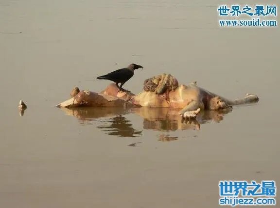 恐怖的印度水葬现场图片，超级重口味(还是别看了) 