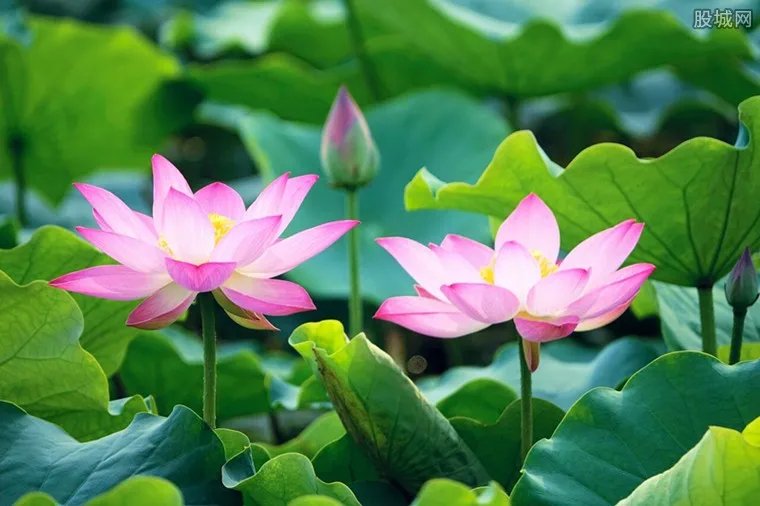 圆明园古莲二代绽放 门票价格及购票方式已为你准备