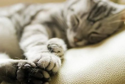 邦的猫的形象载体