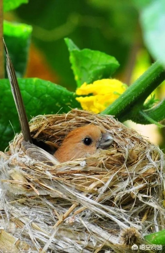 上联，蝉蜕尘埃外。下联怎么对？