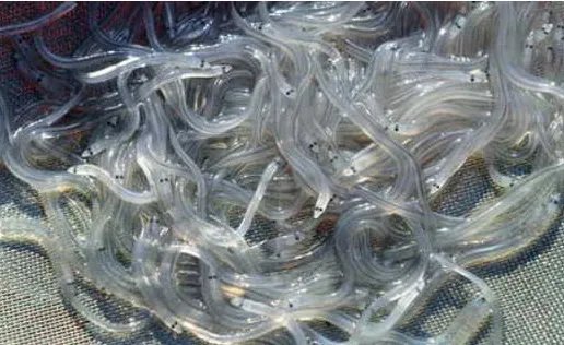 被称为软黄金的鱼类是什么鱼