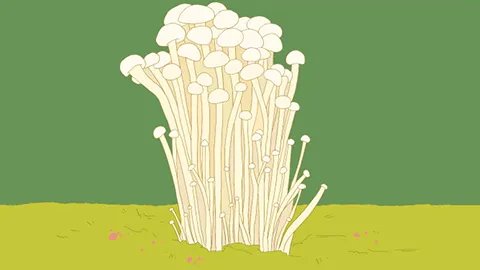 白玉菇的功效与作用