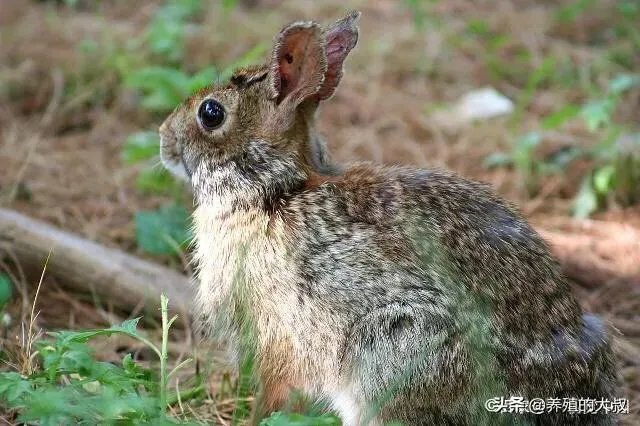 养殖100只兔子利润多少？