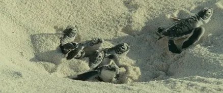 啦跪求姜文配音版《海洋》纪录片种子或下载地址，720P以上，最好是1080P。不要法语或日语的。