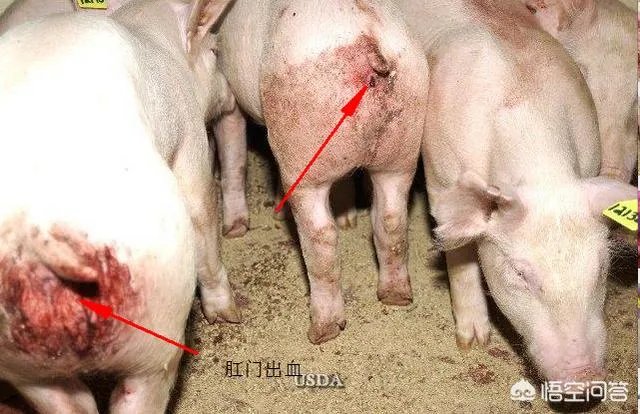 国内突发非洲猪瘟疫情，养殖户该如何诊断确诊非洲猪瘟？