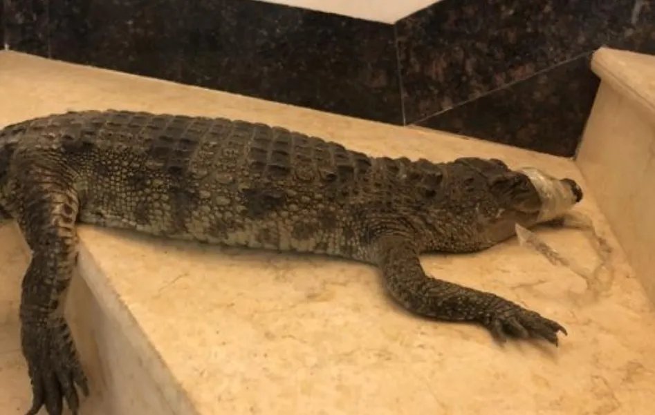 网购小鱼收到泰国鳄