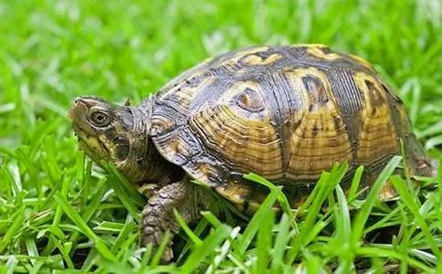 小乌龟的生活习性