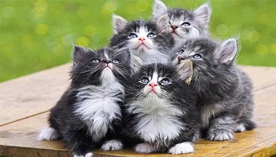 lols7单双排什么时候开