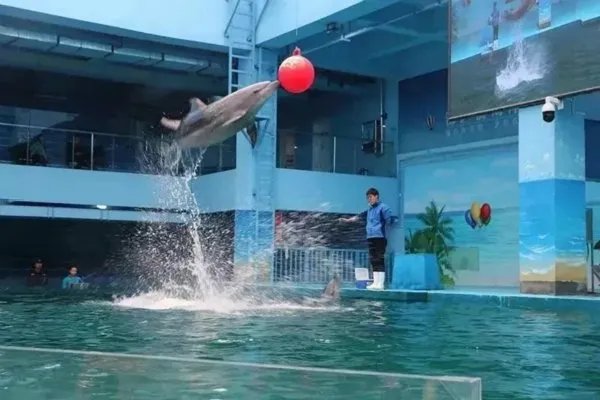 郑州两个海洋馆哪个好