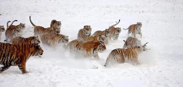 哈尔滨的东北虎林园好玩吗？