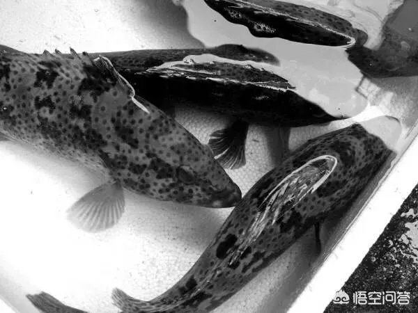 怎么挑选最鲜的海鲜？