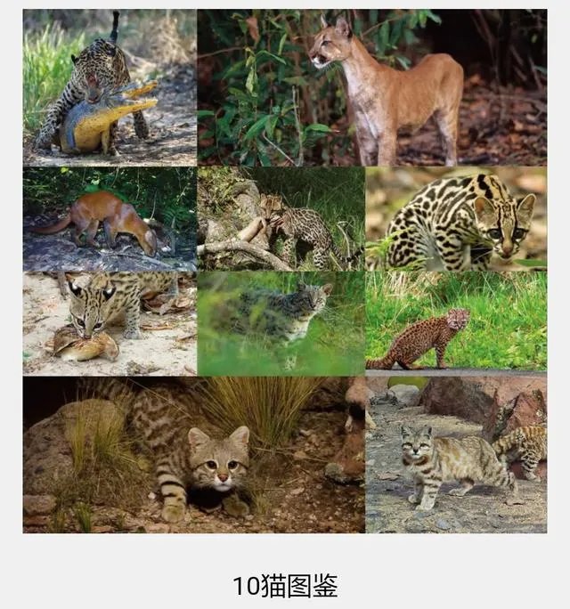 阿根廷猫咪品种？