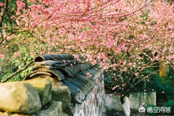 下联：墙里开花墙外红，上联如何对？