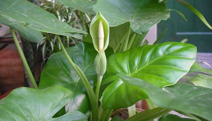 滴水观音的作用  滴水观音有哪些作用