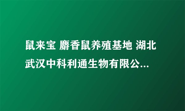 鼠来宝 麝香鼠养殖基地 湖北武汉中科利通生物有限公司是真的吗