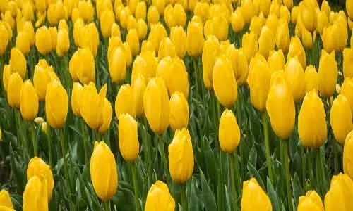 一朵鲜花插在牛粪上是什么意思