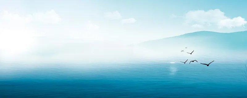 海上清洁工是什么鸟