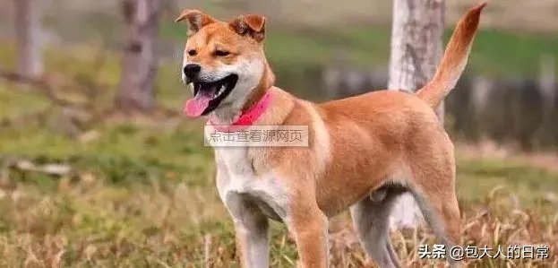 关于禁养中华田园犬（俗称土狗）的内容引发热议对此，你怎么看？