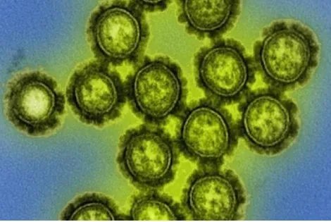 什么猪流感病毒已传染给狗？