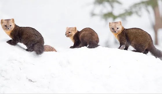 延边发现野生紫貂是怎么回事 延边发现野生紫貂长啥样