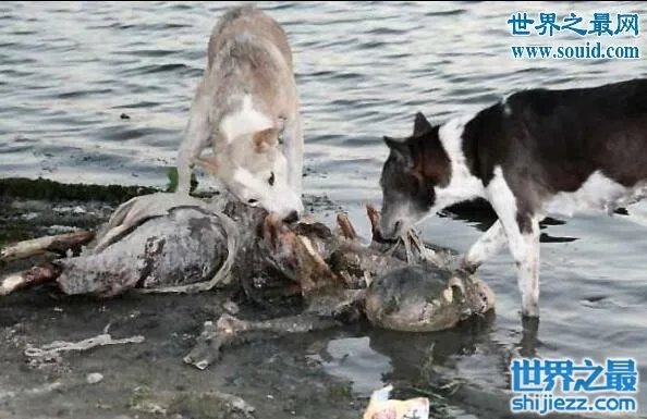 恐怖的印度水葬现场图片，超级重口味(还是别看了) 