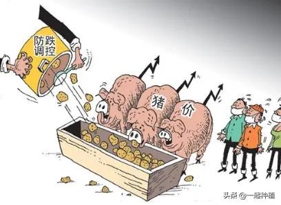 猪价全面暴跌！猪肉降入20元时代，10元猪肉还远吗？