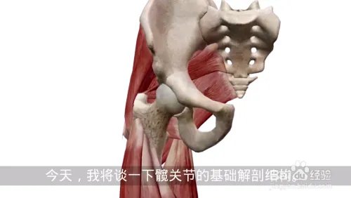 骨骼肌解剖visiblebody muscle中文版安装及设置
