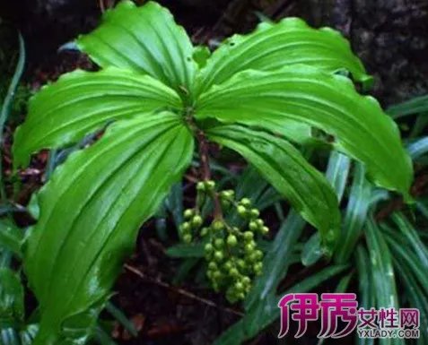 黄精的功效与作用