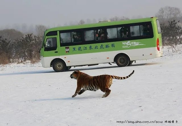 哈尔滨的东北虎林园好玩吗？