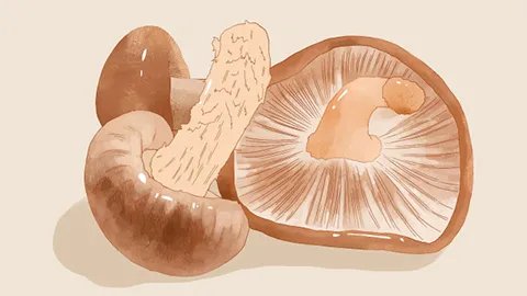 白玉菇的功效与作用