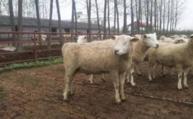 世界上最贵的羊332万元成交，它和普通羊有何区别？