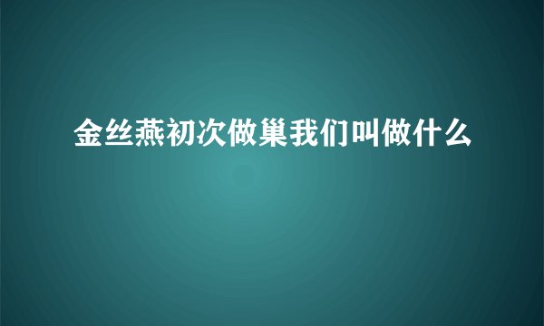 金丝燕初次做巢我们叫做什么