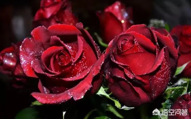 你有哪些喜欢的句子想要分享吗？