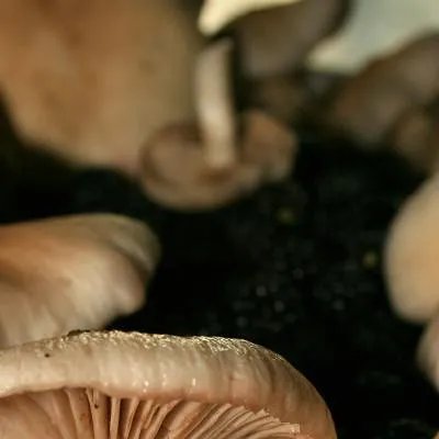 白发会越拔越多吗