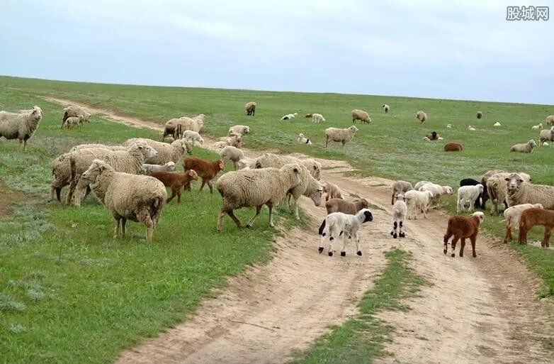 蒙古国捐赠的首批活羊22日入境 价值数千万羊到国内