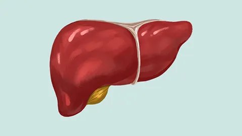乙肝早期的症状有哪些