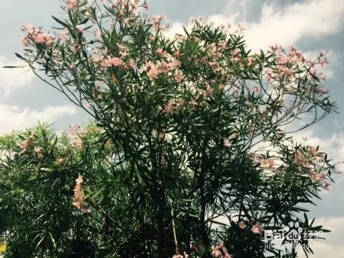 深圳观澜版画村怎么去，好不好玩？