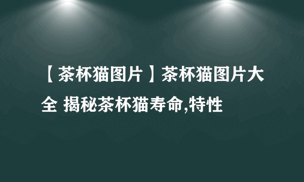 【茶杯猫图片】茶杯猫图片大全 揭秘茶杯猫寿命,特性
