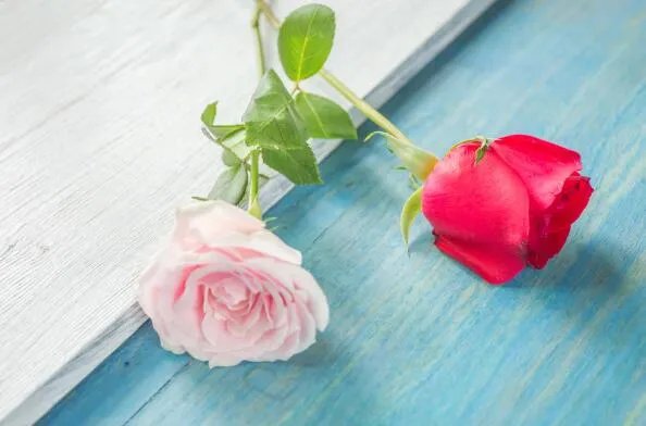 520送什么花给女朋友 520送女朋友什么花