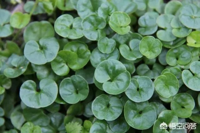 民间俗称“乌枪头”的植物有何奇效？