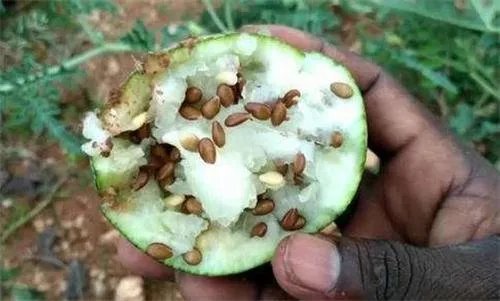 沙漠里遍地都是西瓜，为什么没人敢吃？它是什么东西？