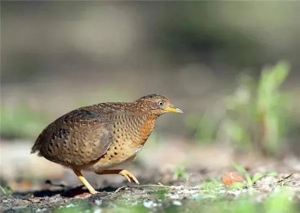 贵州山里有“龙叫”，若无真龙，那会是什么声音？