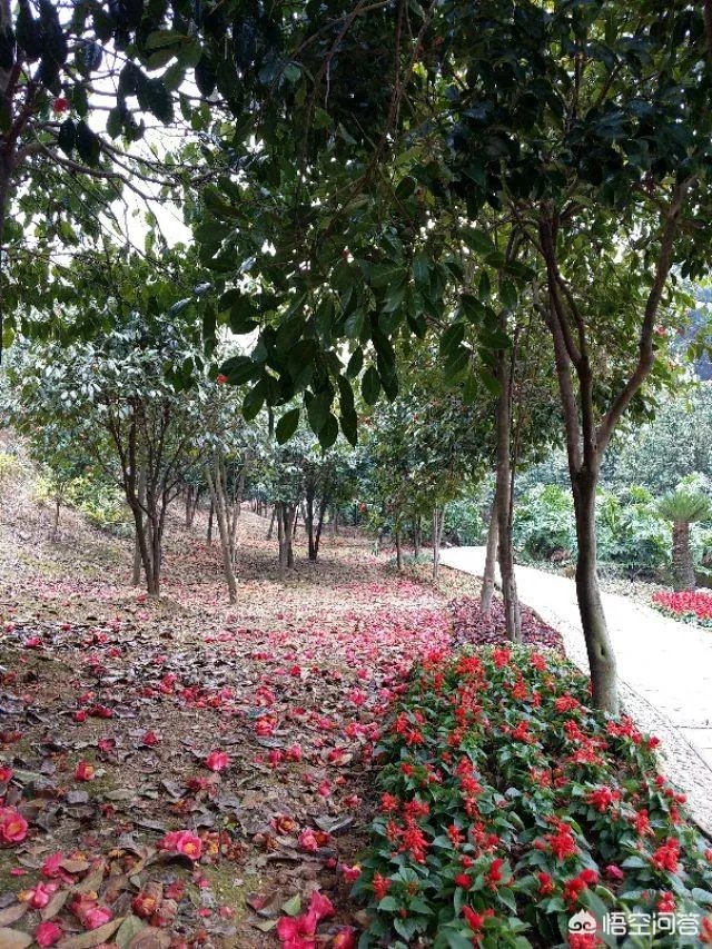 广东佛山的西樵山好玩吗？