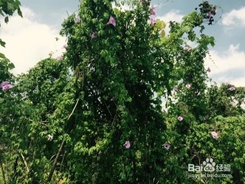 深圳观澜版画村怎么去，好不好玩？