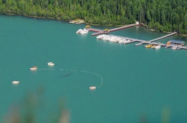 喀纳斯湖水怪到底是什么？难道真的是哲罗鲑？