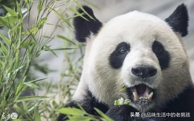 大熊猫爱吃的竹子是草还是树？